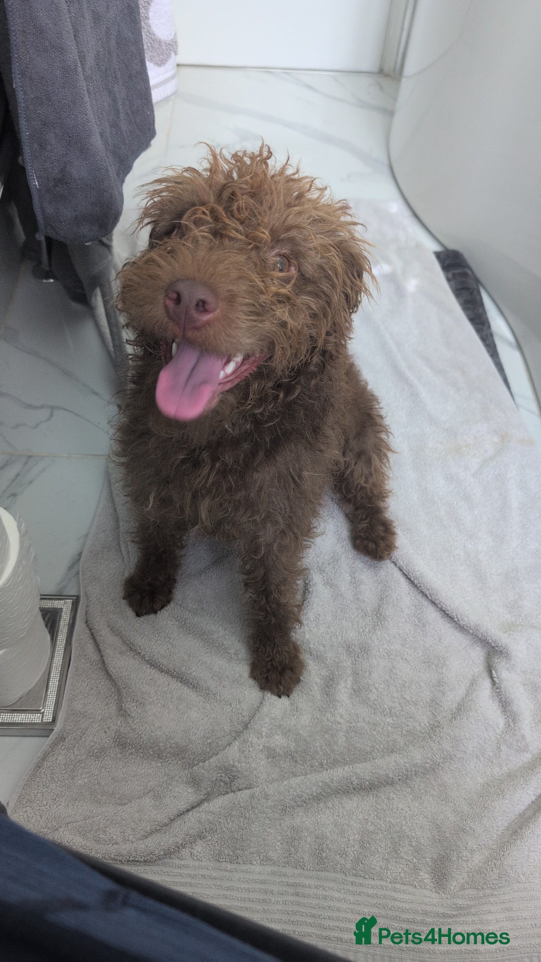 Patterdale Terrier dogs for sale: Fell Terrier  - Image 1