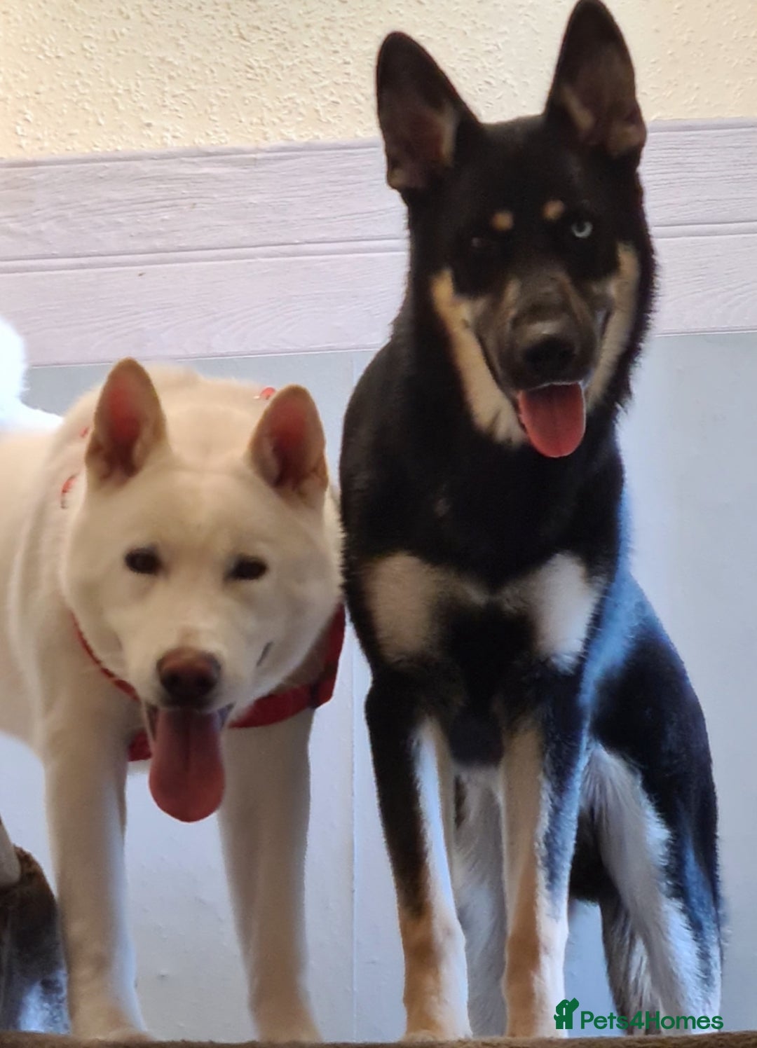 Mixed Breed dogs for sale: Shepsky/huskita puppy boy 4 months old - Image 6