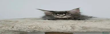 Maine Coon 4