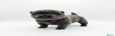 Chow Chow Puppy 6