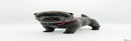Chow Chow dogs for sale: Beautiful Chow Chow Puppies  - Advert 9