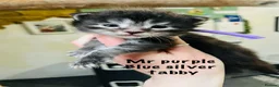 Maine Coon cats for sale: Stunning pedigree Maine coon kittens TICA - Advert 39