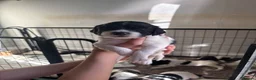 English Springer Spaniel dogs for sale: Beautiful litter 9 English Springer Spaniel pups - Advert 13
