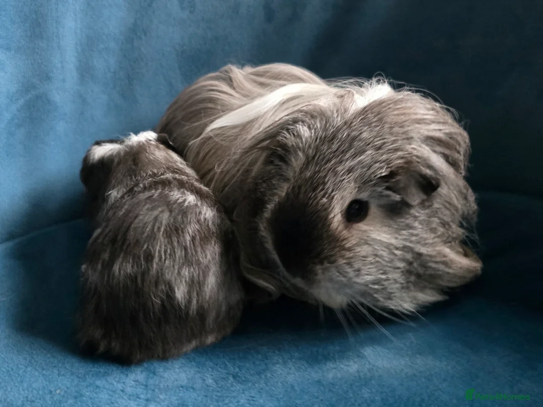 Guinea Pig rodents for sale: Father&son long haired swiss californian - Advert 7
