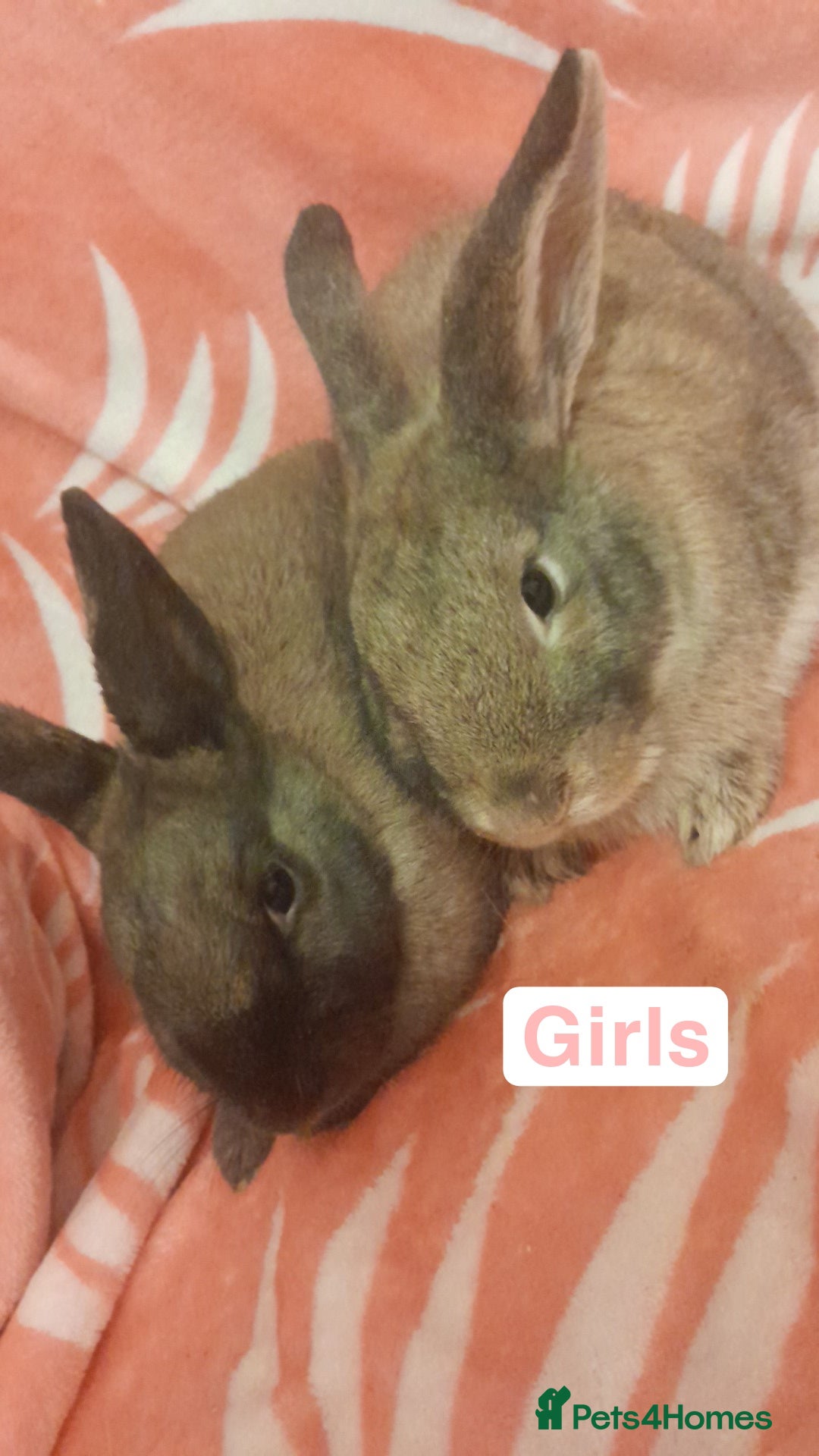 Mixed Breed rabbits for sale: Female rabbits - Advert 2