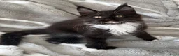 Maine Coon cats for sale: Exceptional TICA Polydactyl Maine Coon Sisters - Advert 20