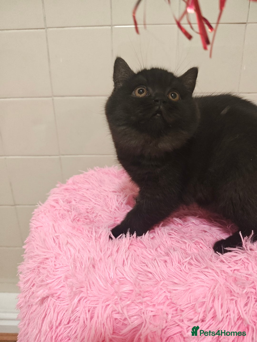 British Shorthair cats for sale: Last blue girl  BSH TICA  registered  - Advert 36