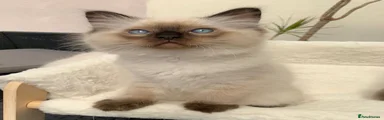 Ragdoll Kitten 1
