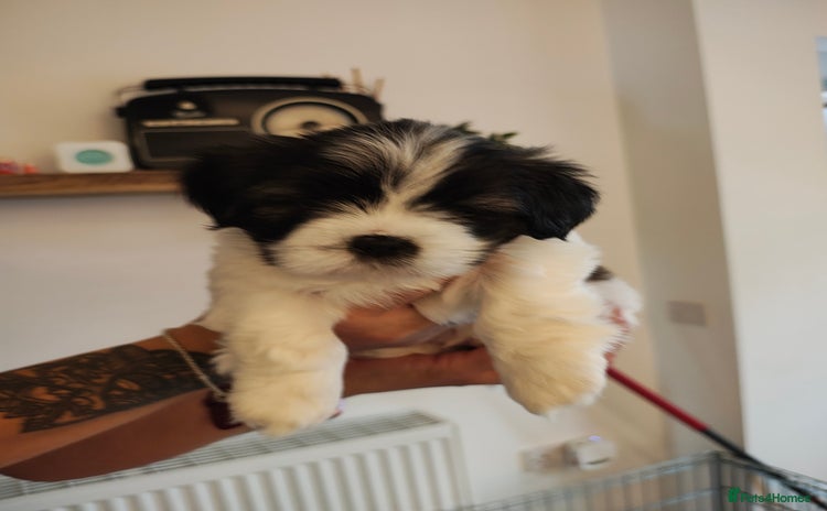 Lhasa Apso dogs - Advert 1