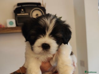 Lhasa Apso dogs - Advert 3