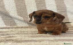 Miniature Dachshund dogs for sale: Beautiful Dachunds ready now  - Image 13