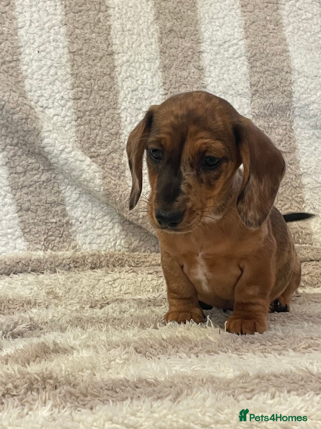 Miniature Dachshund dogs for sale: Beautiful Dachunds ready now  - Image 13