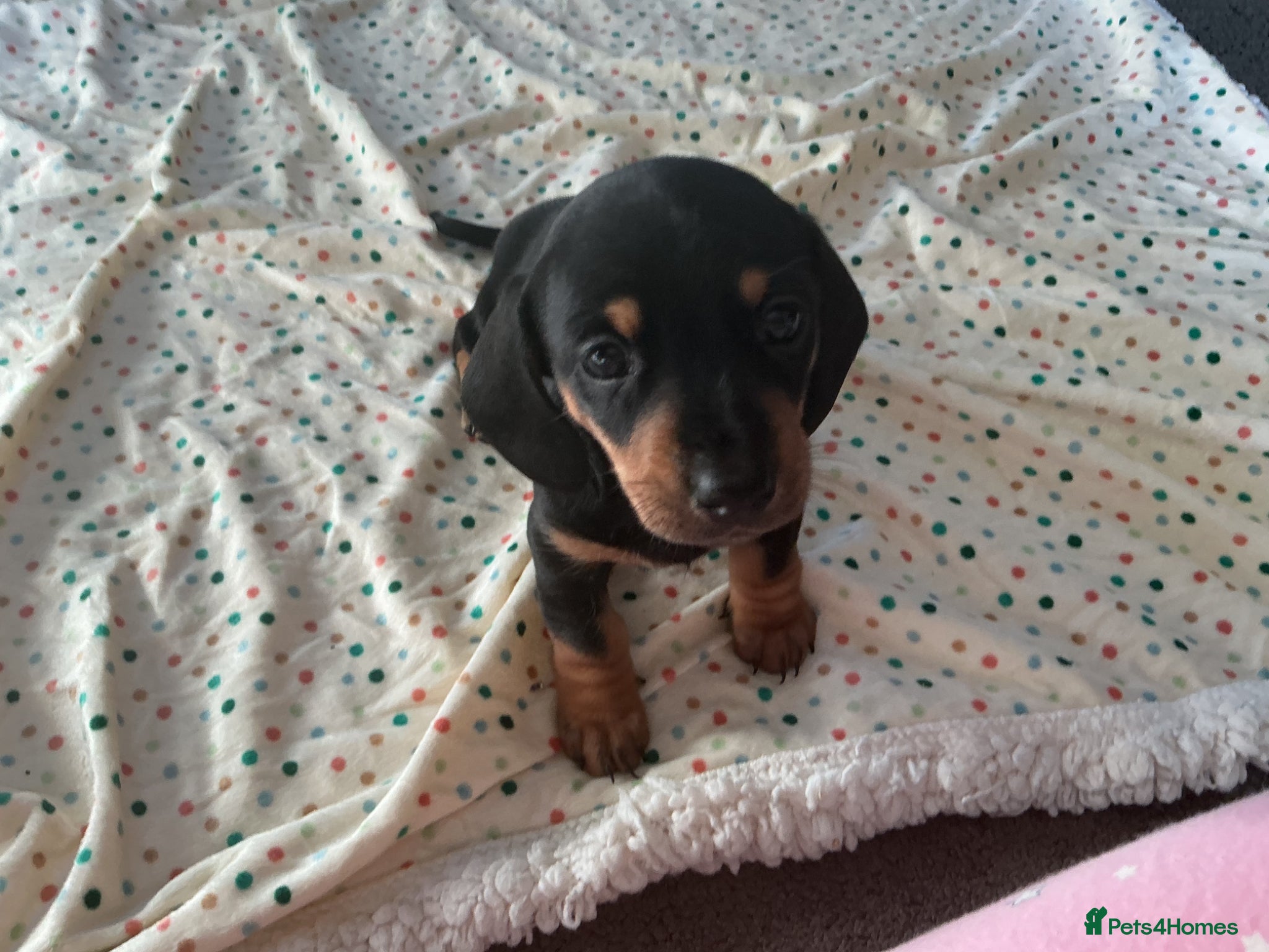 Miniature Dachshund dogs KC Registered Miniature Smooth Black and Tan boys! - Advert 1