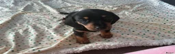 Miniature Dachshund dogs for sale: KC Registered Miniature Smooth Black and Tan boys! - Advert 1