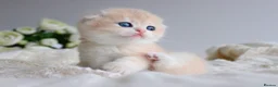Scottish Fold cats for sale: Rare & Exclusive Golden Chinchilla Babies  - Advert 6
