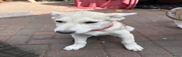 Mixed Breed dogs for sale: Low Content Wolfdog puppies  - Advert 12