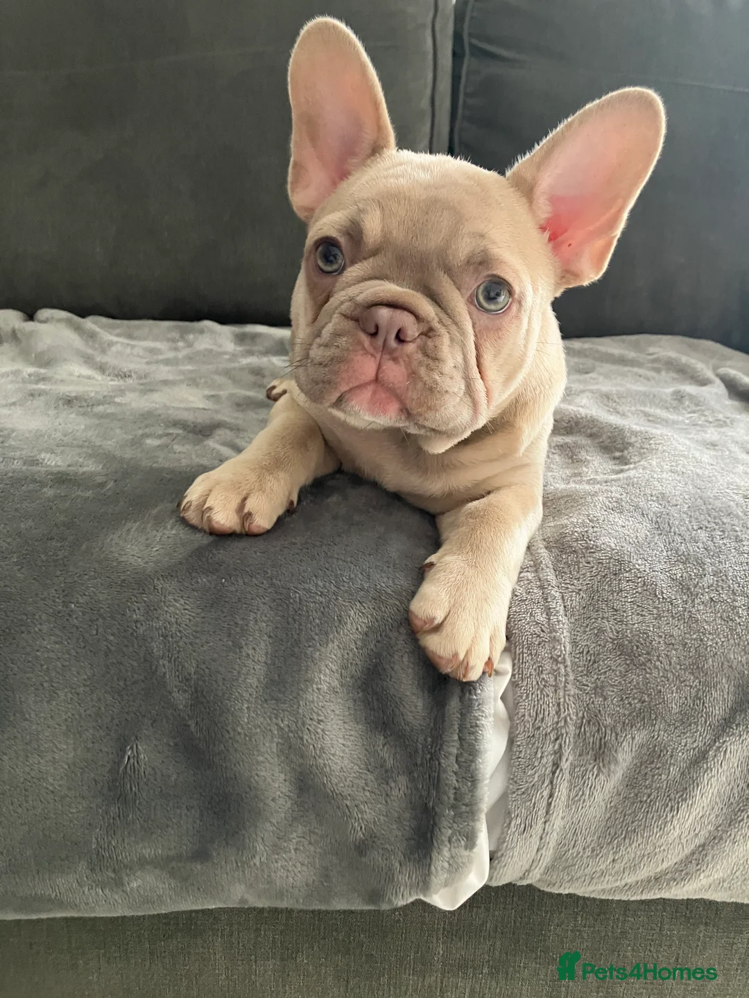 French Bulldog dogs for sale: Female French bull dog  - Advert 4