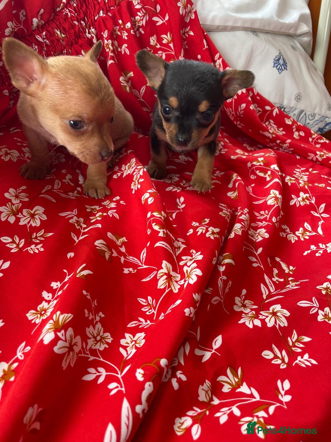 Chihuahua dogs for sale: Adorable Chihuahuas £650-£700 “Boys & Girls’ - Image 18