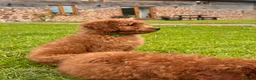 Mini Goldendoodle dogs for sale: Ready Now! Mini Irishdoodle health tested parents  - Advert 25