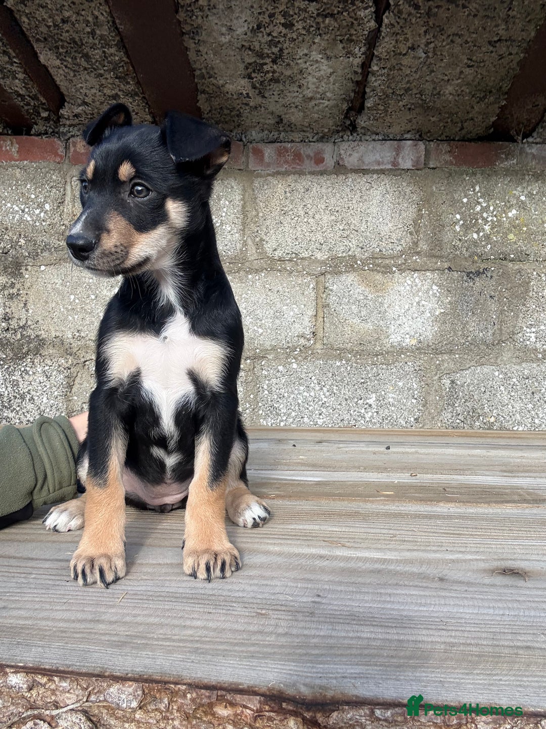 Mixed Breed dogs for sale: Huntaway X Collie Bitch Pup - Image 5
