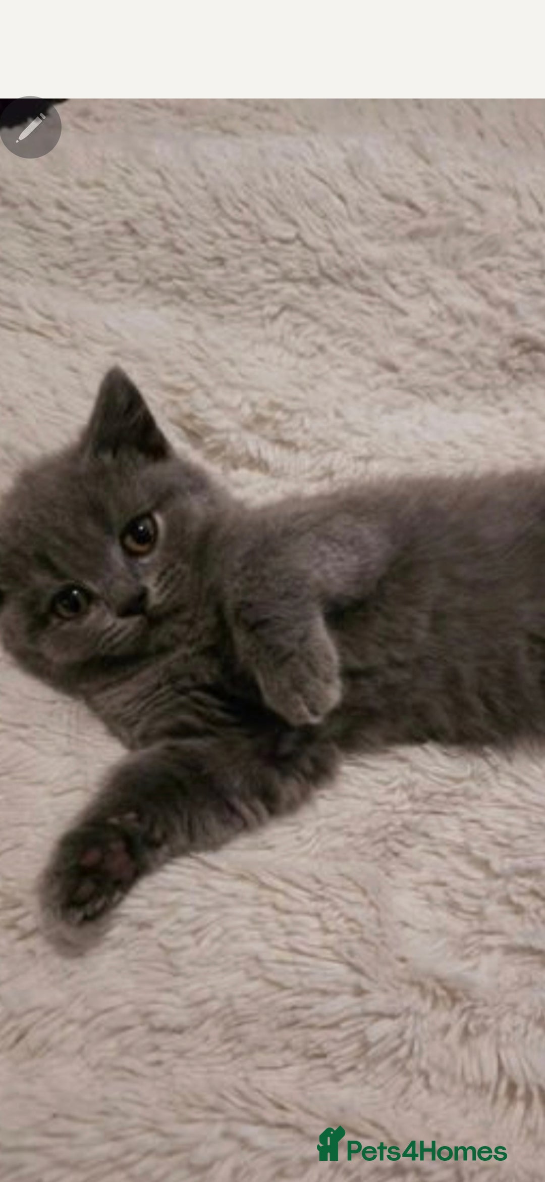 British Shorthair cats for sale: Beautiful chunky british shorthair kittens - Image 11