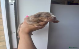 English Bulldog dogs for sale: Beautiful chunky English bulldogs - Image 3