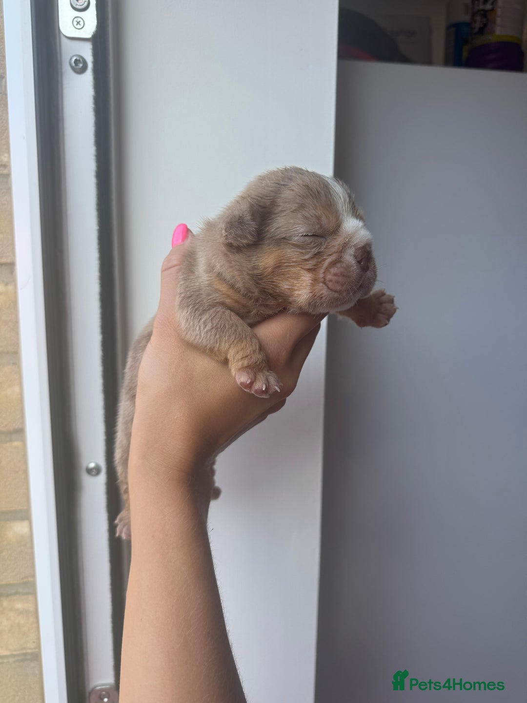 English Bulldog dogs for sale: Beautiful chunky English bulldogs - Image 3