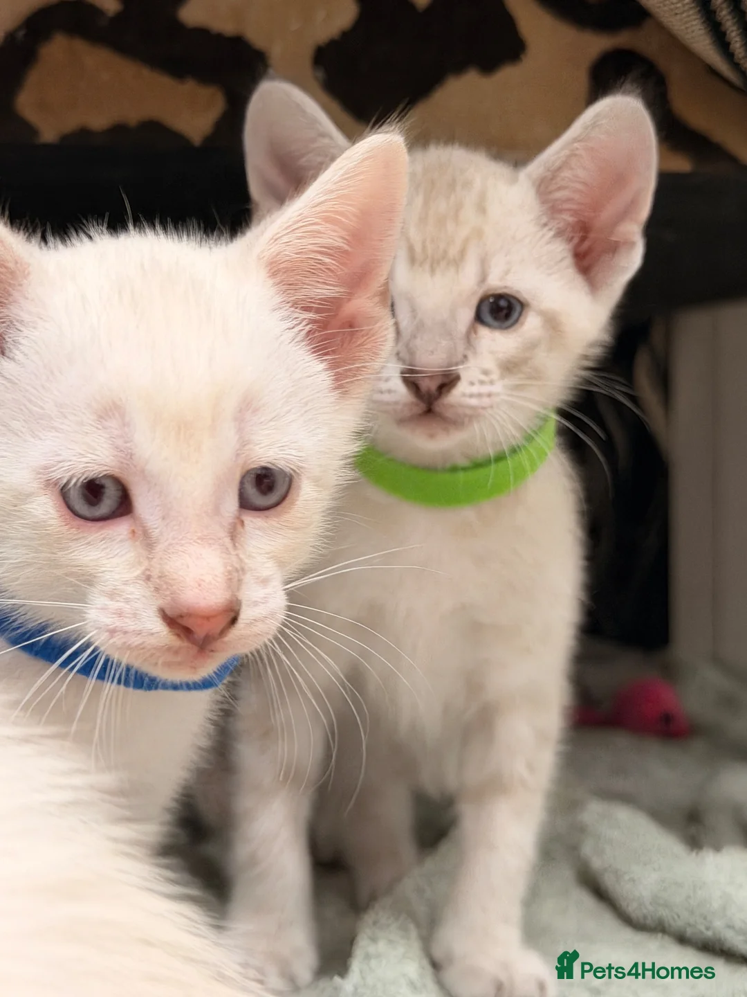Siamese cats for sale: 🐾 Siamese kittens for sale 🐾 in Radstock - Advert 24