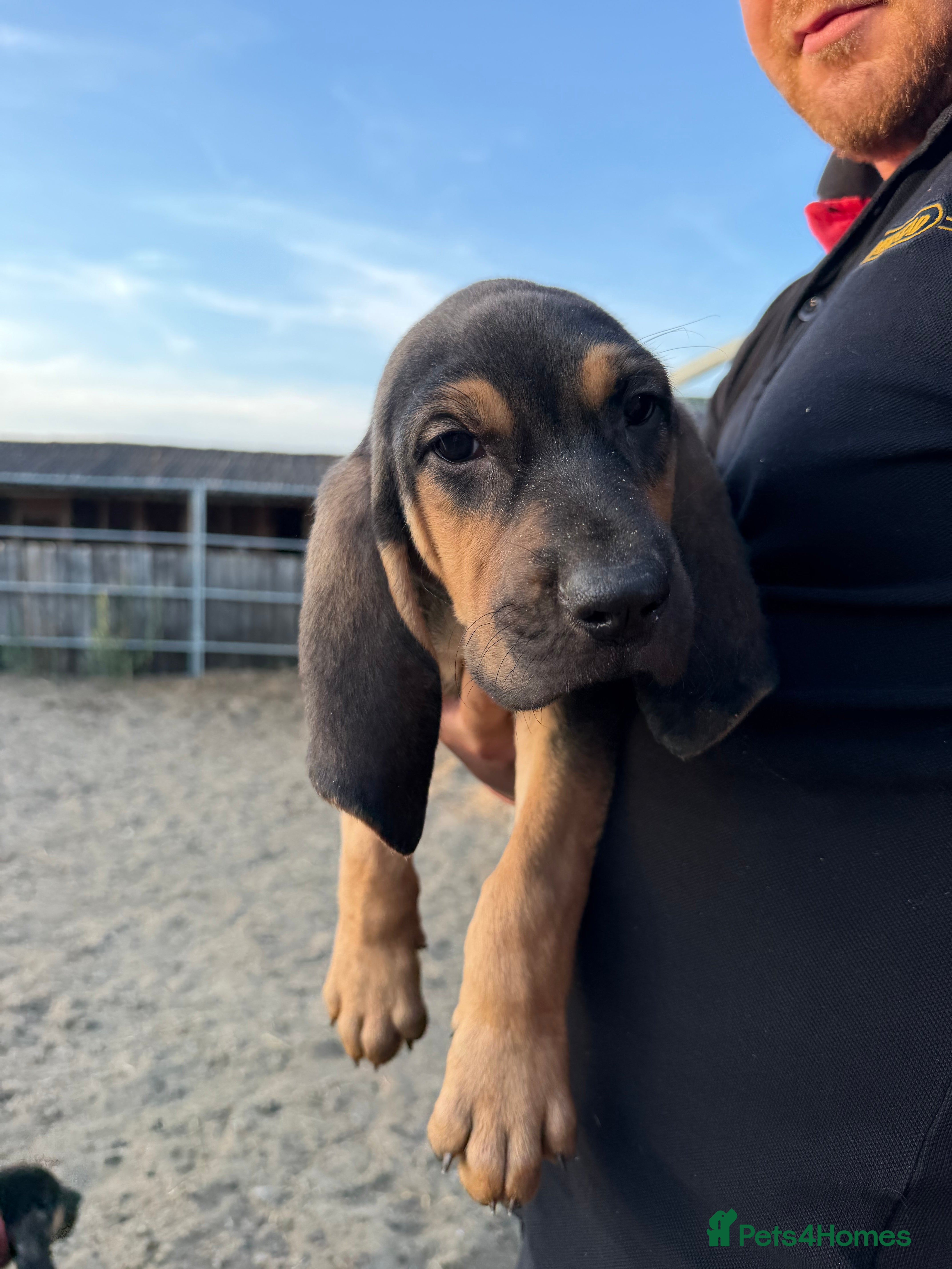 Bloodhound dogs Bloodhound puppies  - Advert 2