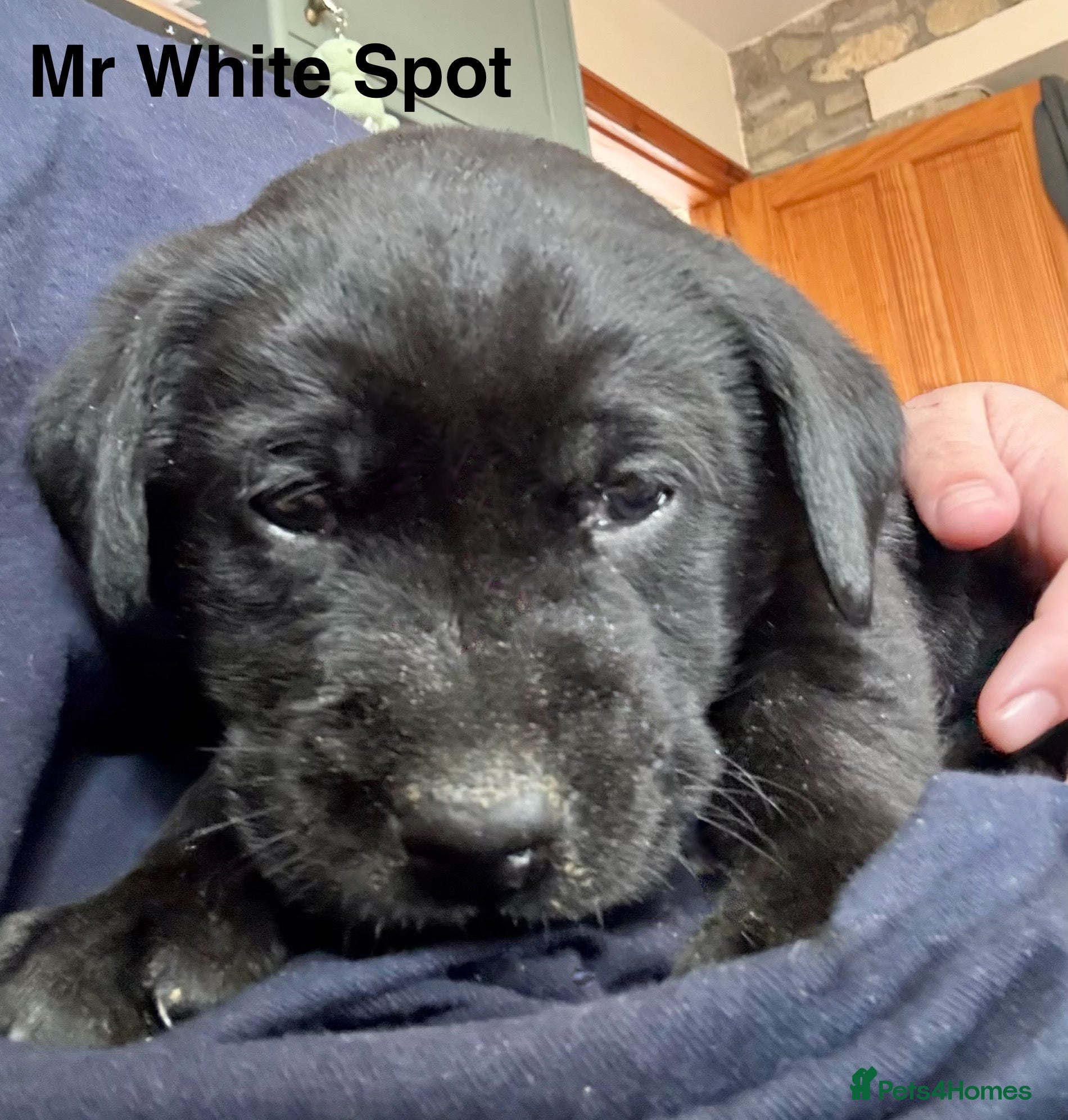 Labrador Retriever dogs Absolutely stunning KC Registered puppies for sale - Advert 1