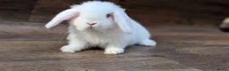 Mini Lop rabbits for sale: Mini lops shoe lines - Advert 11