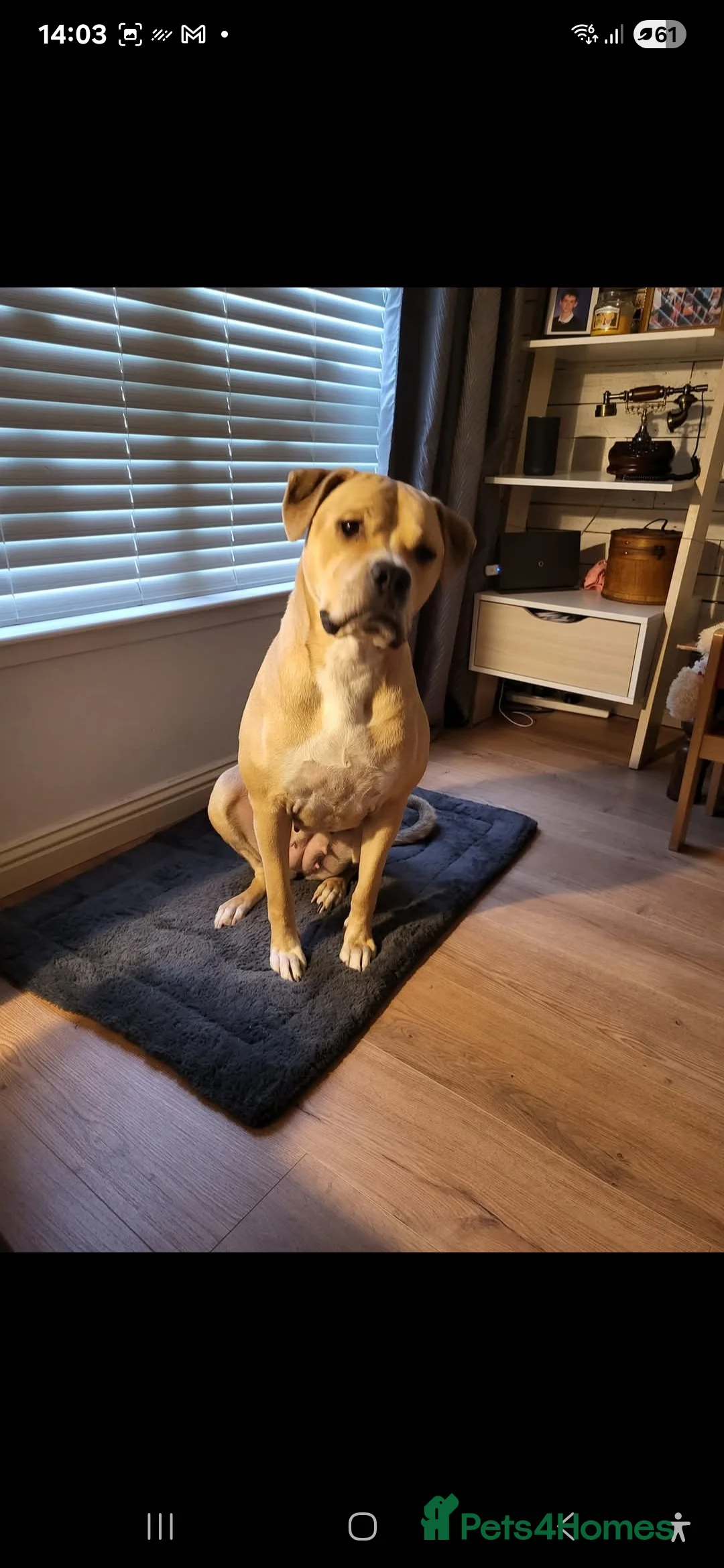 Mixed Breed dogs for sale: American Bulldog Cross Puppies – NOT XL Bullies - Advert 9