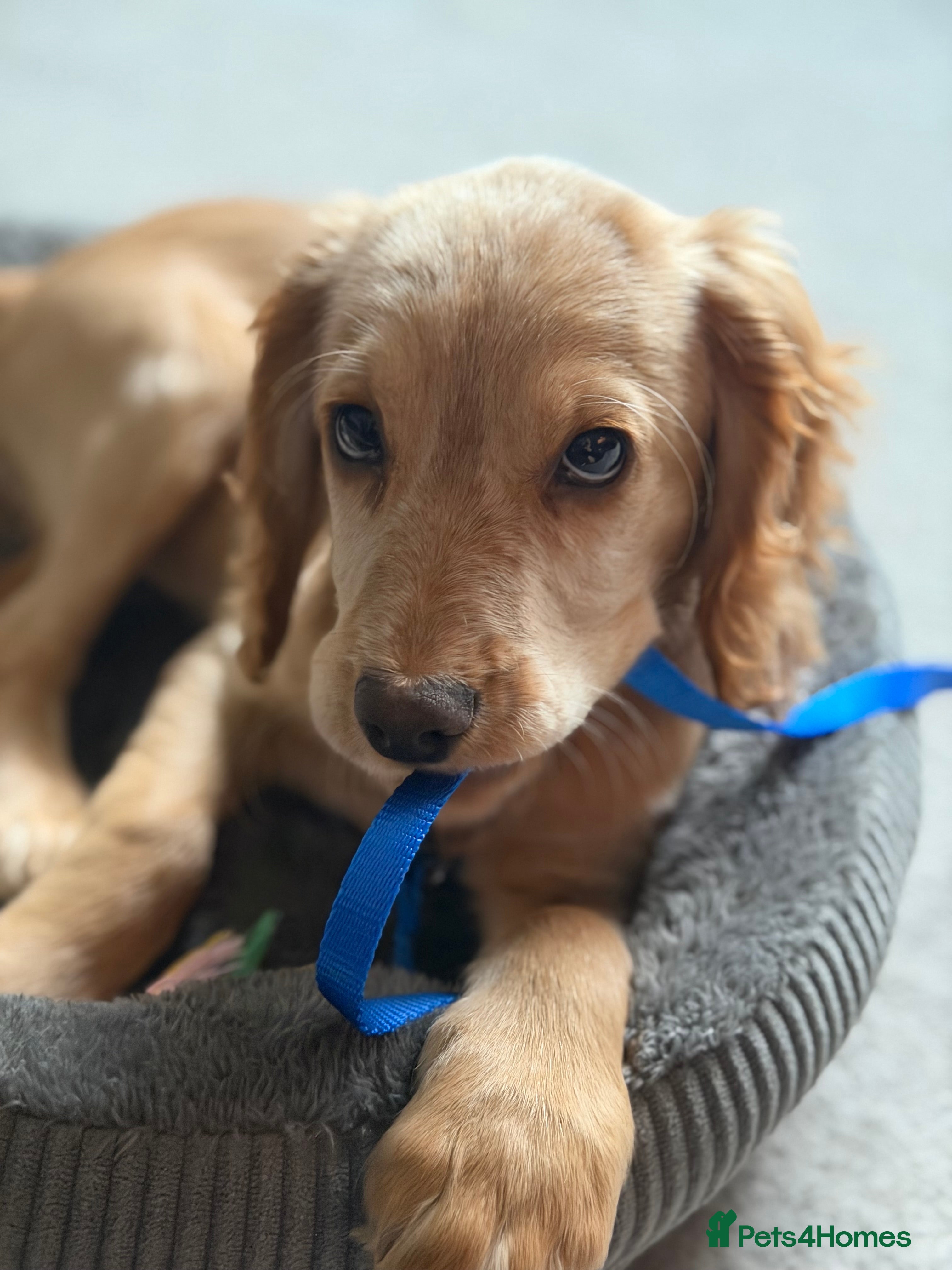 Cocker Spaniel dogs 14-Week Puppy Needs Loving Forever Home - Advert 11