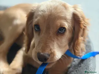 Cocker Spaniel dogs 14-Week Puppy Needs Loving Forever Home - Advert 7