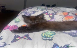Maine Coon cats for sale: Beautiful Maine coon cross kittens  - Image 9
