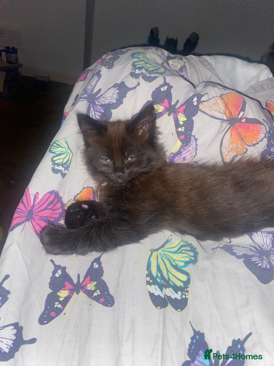 Maine Coon cats for sale: Beautiful Maine coon cross kittens  - Image 9