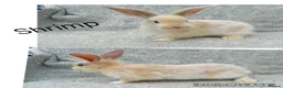 Continental Giant rabbits for sale: Continental Giant rabbit indoor Pet. - Advert 5