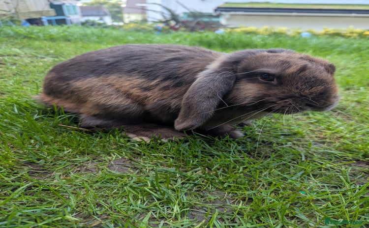 Mini Lop rabbits - Advert 3