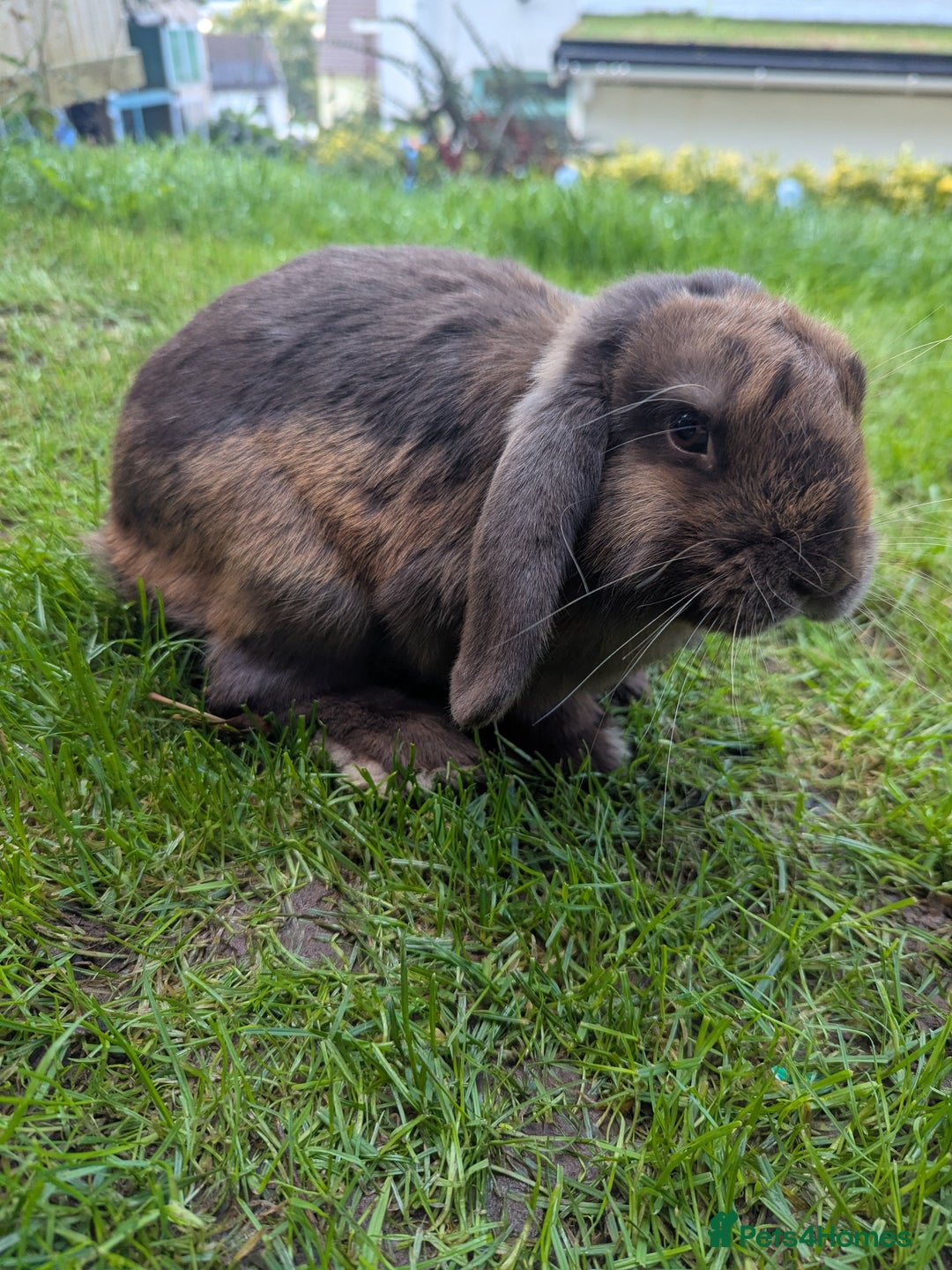 Mini Lop rabbits for sale: Brown/grey miniop female for sale  - Image 1