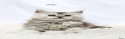Maine Coon cats for sale: Beautiful Maine Coon kittens ( polydactyl)  - Advert 14