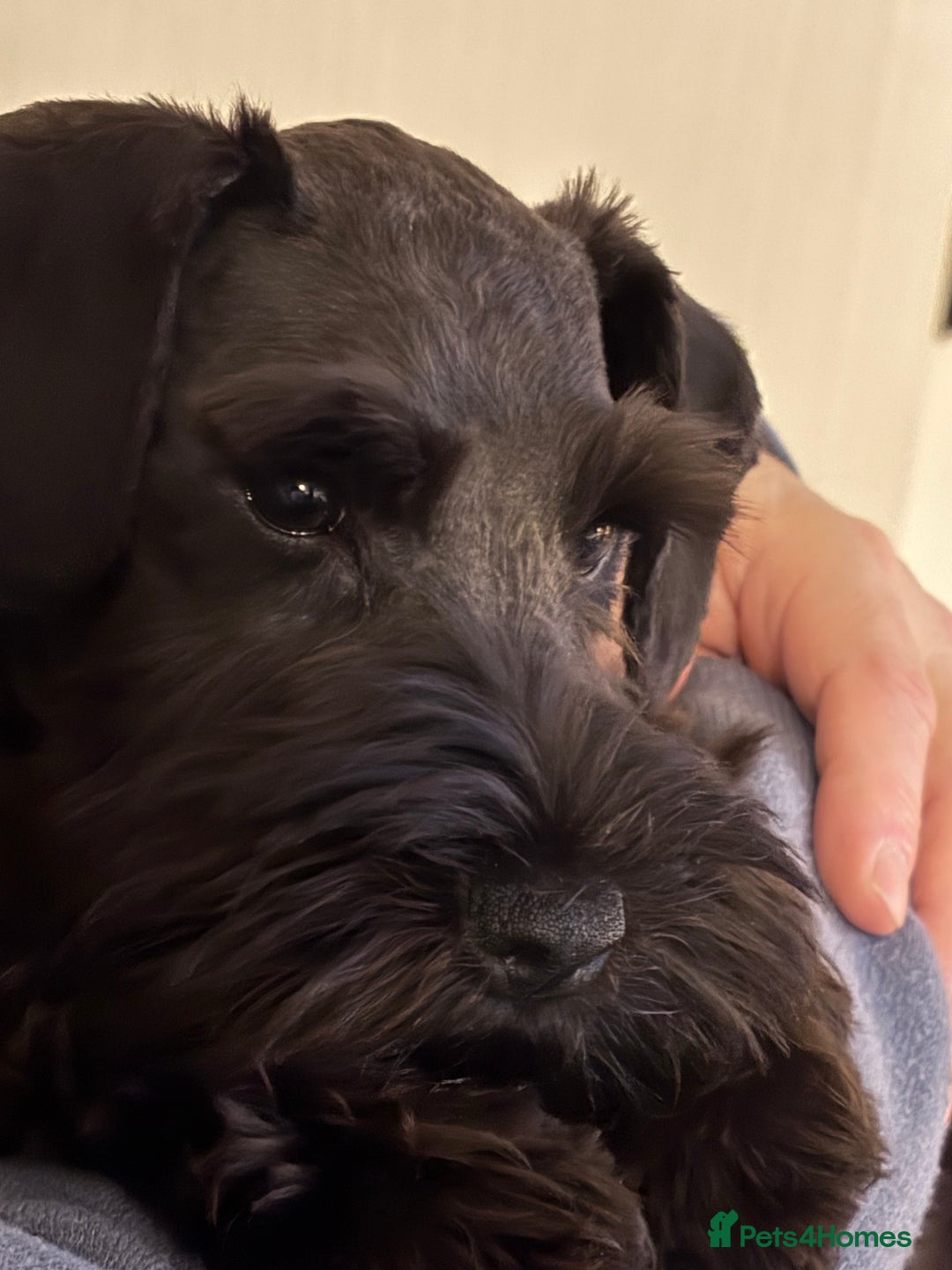 Miniature Schnauzer dogs for sale: Black mini schnauzer puppy 15 weeks old  - Advert 6