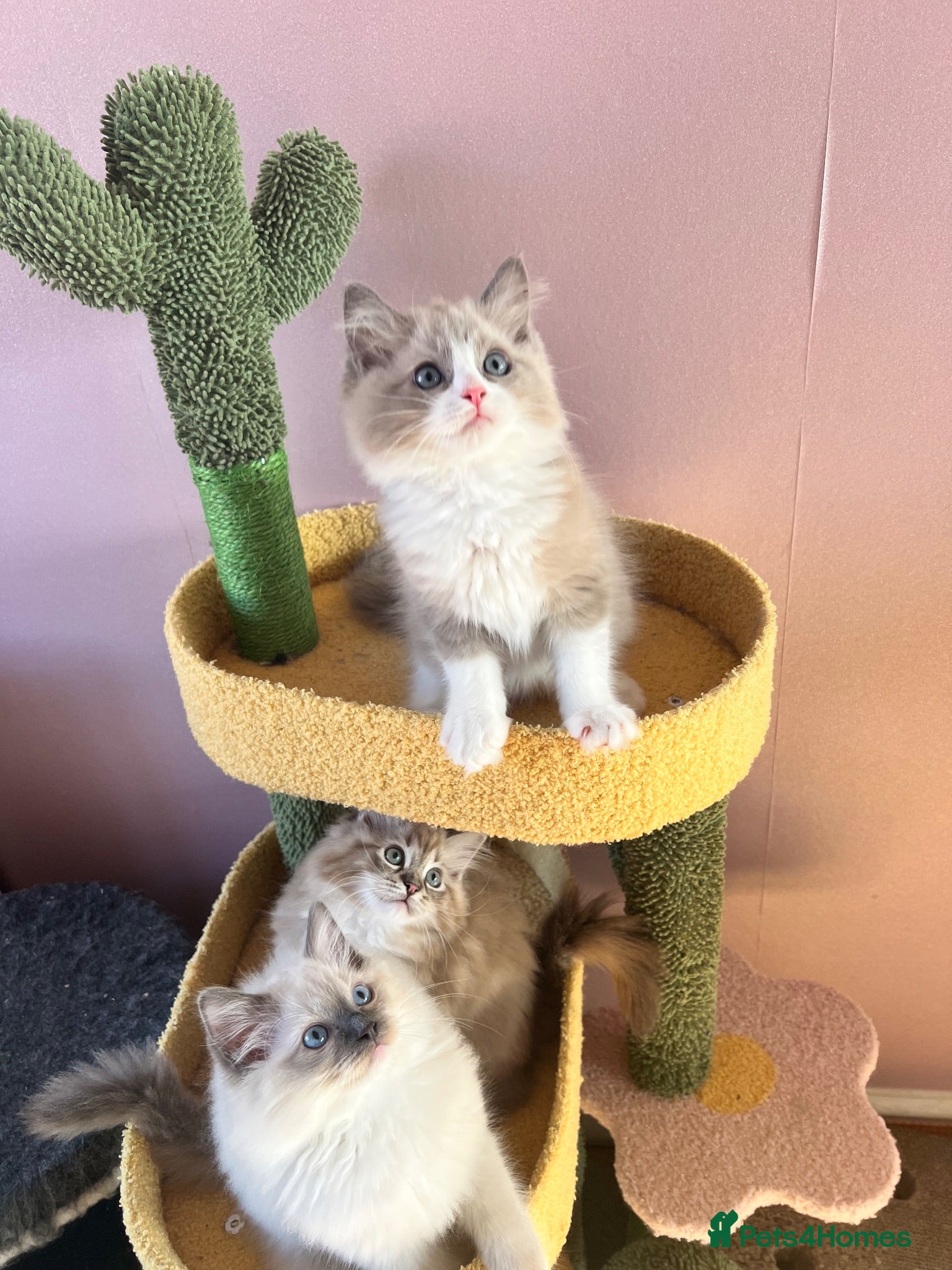 Ragdoll cats Blue Mink Bicolour ready to leave next week 💙 - Advert 12