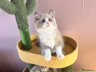 Ragdoll cats Blue Mink Bicolour ready to leave next week 💙 - Advert 12