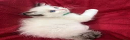 Ragdoll cats for sale: Purebred Ragdoll Kittens  - Advert 30