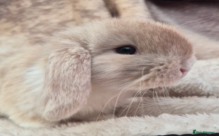 Mini Lop rabbits Mini lops various age and price see description.  - Advert 10