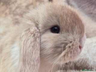 Mini Lop rabbits Mini lops various age and price see description. - Advert 7