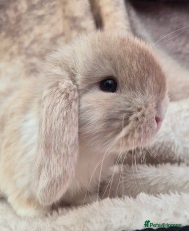 Mini Lop rabbits Mini lops various age and price see description. - Advert 5
