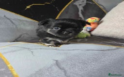 Chihuahua dogs for sale: 3 Adorable little princes chihuahua puppies - Image 8