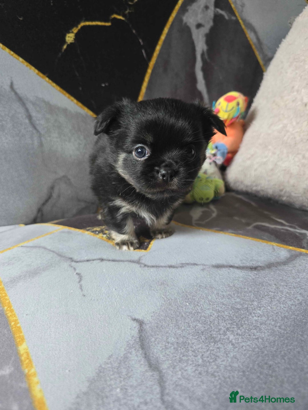 Chihuahua dogs for sale: 3 Adorable little princes chihuahua puppies - Image 8