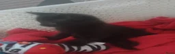 Mixed Breed cats for sale: Kitten male - Advert 3